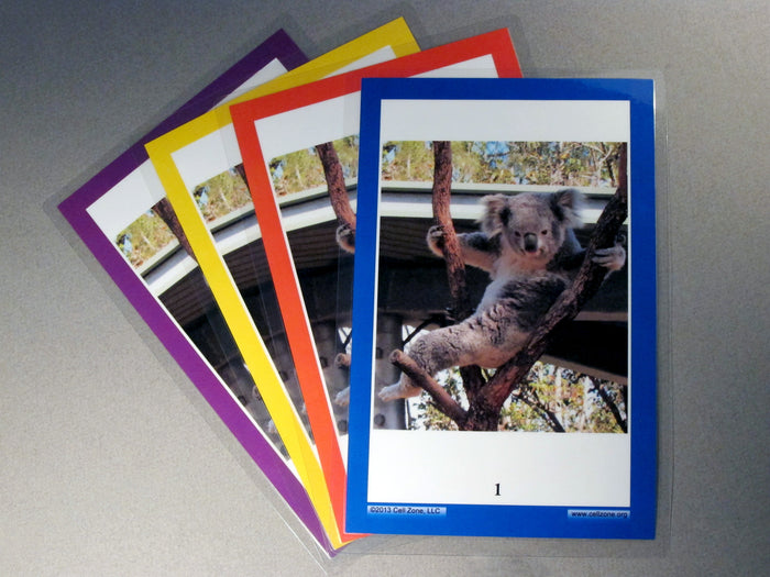 Elementary / Middle School 4-group Diversity Kit.  Each student group gets the same images, but a different color background.
