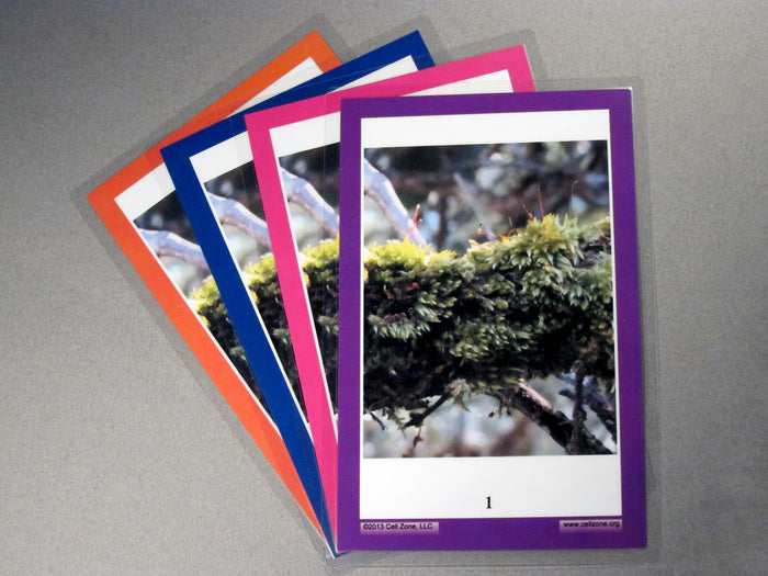 High School / College 4-group Diversity Kit.  Each student group gets the same images, but a different color background.