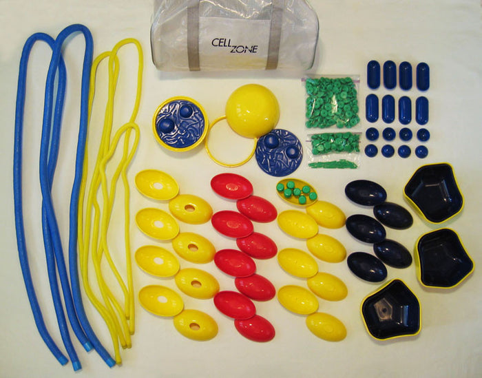 Dynamic Cell Models (DCM-101)