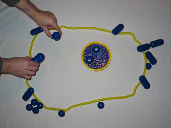 Dynamic Cell Models (DCM-101)
