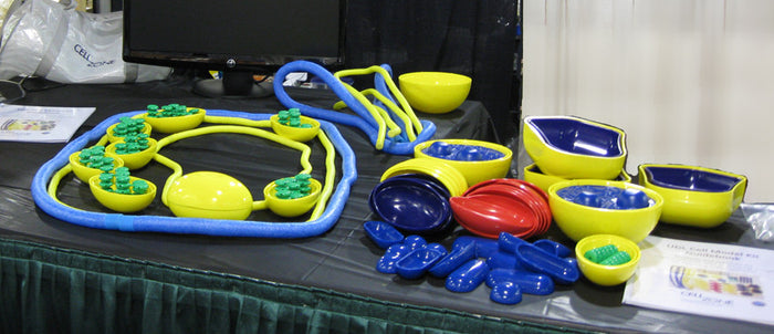 Dynamic Cell Models (DCM-101)