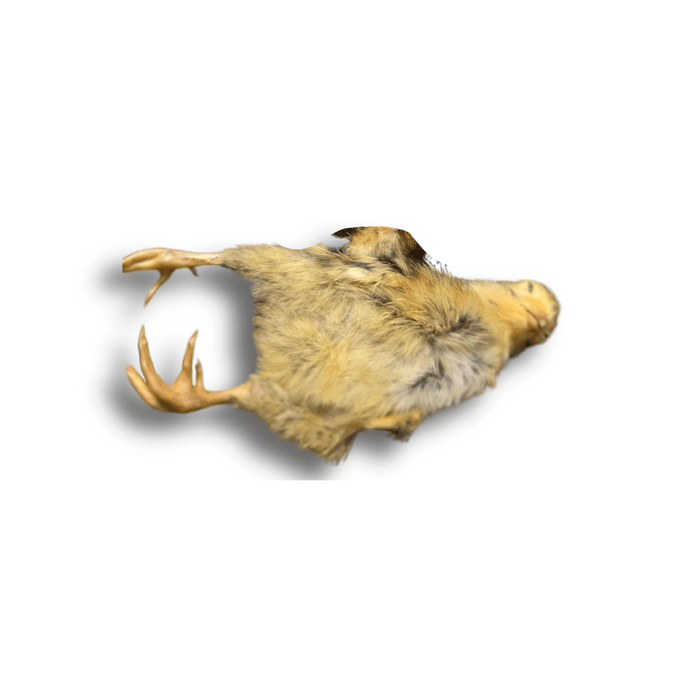 Micro Cheeps (Whole Quail Chicks)