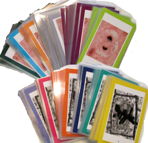 Mitosis Sequencing Kits