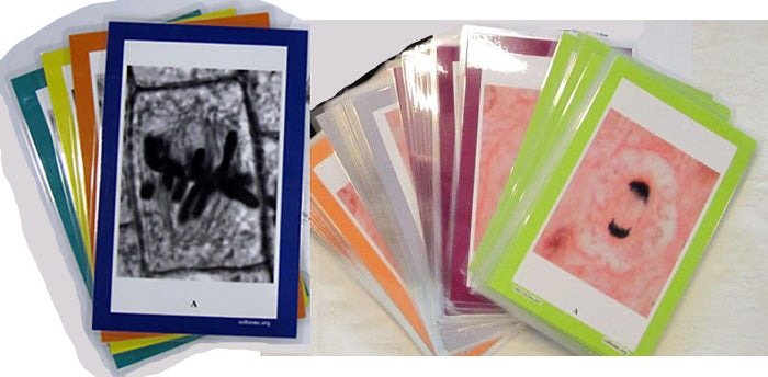 Mitosis Sequencing Kits
