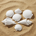 White Seashell Decorations on Sandy Beach