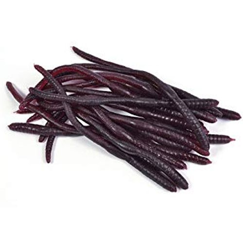 A pack of 20 realistic looking black plastic earthworms