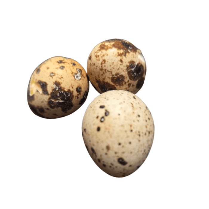 Whole Grass Fed Quail Eggs